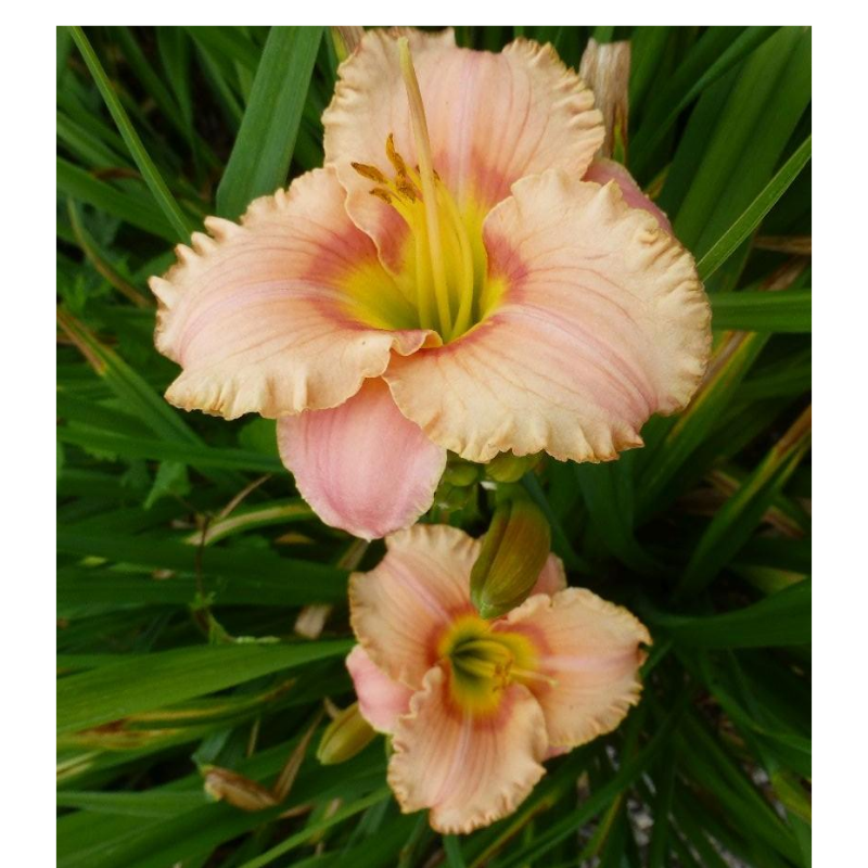 Liliowiec - Hemerocallis 'Elegant Candy'