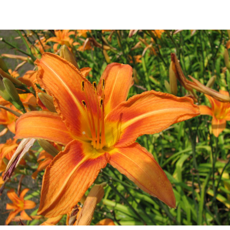 Liliowiec rdzawy - Hemerocallis fulva 'Europa'