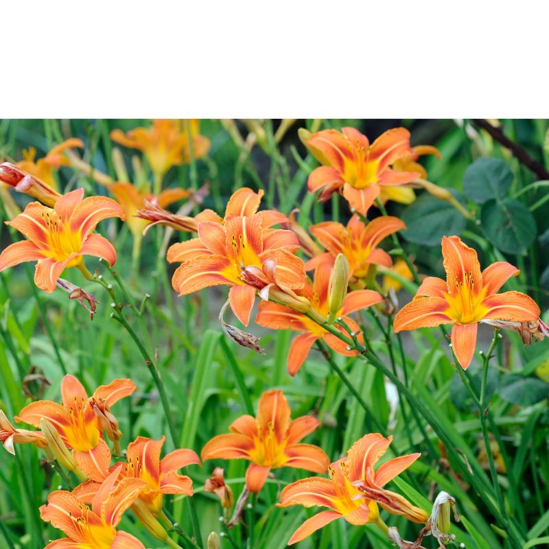 Liliowiec rdzawy - Hemerocallis fulva 'Europa'