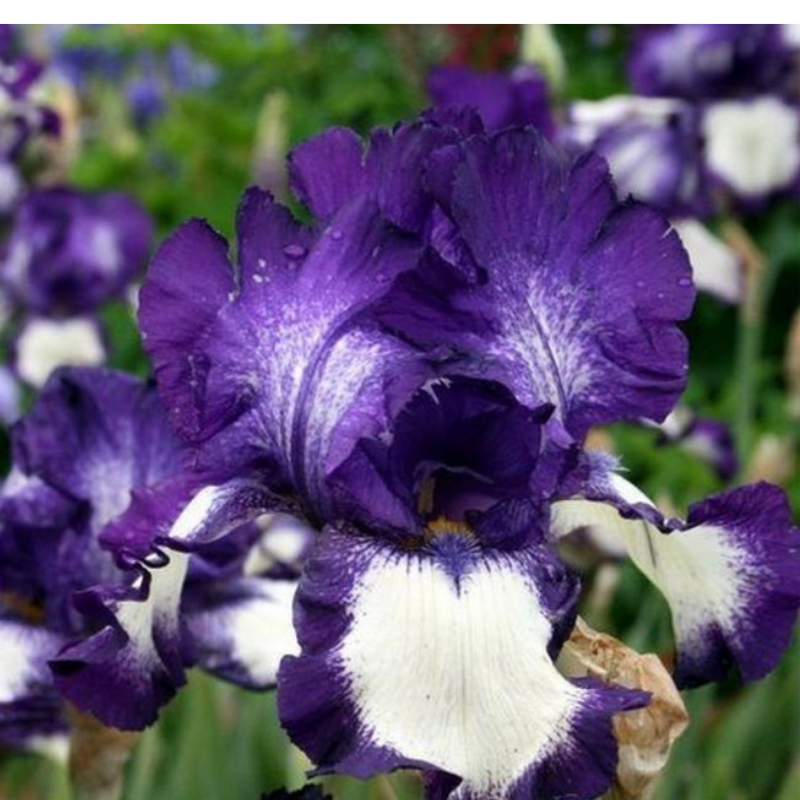 Kosaciec bródkowy - Iris germanica 'Stepping Out'