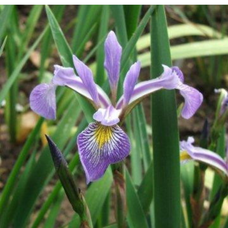 Kosaciec różnobarwny - Iris versicolor 'Gerald Darby'
