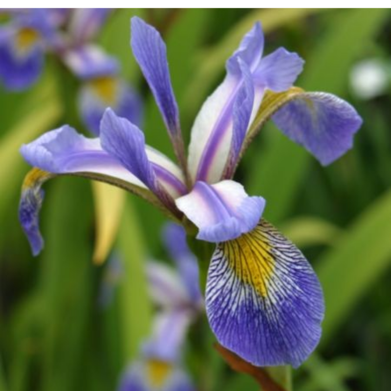 Kosaciec różnobarwny - Iris versicolor 'Gerald Darby'