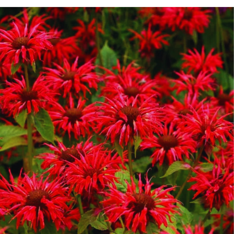 Pysznogłówka - Monarda hybrida 'Bee-Merry'