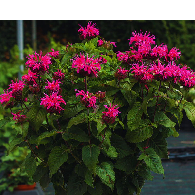 Pysznogłówka - Monarda hybrida 'Bee-Merry'