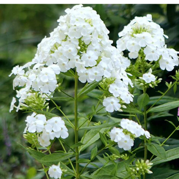 Floks wiechowaty - Phlox paniculata 'David'