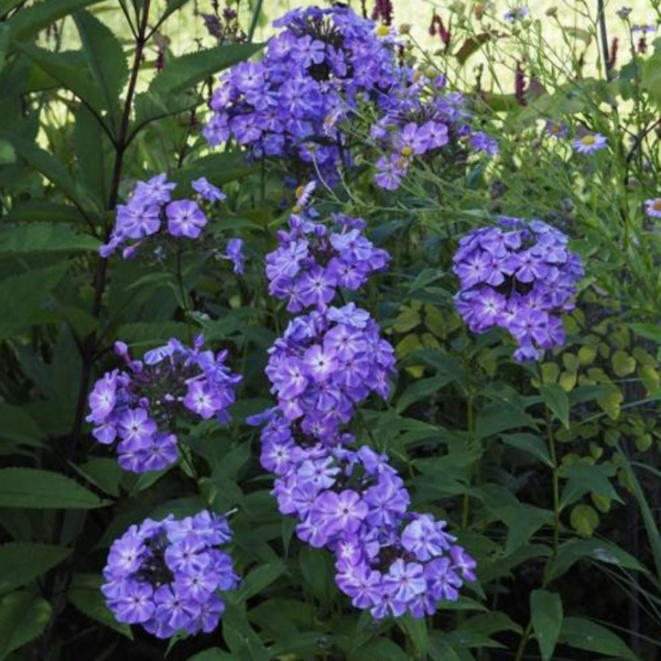 Floks wiechowaty - Phlox paniculata 'Blue Boy'