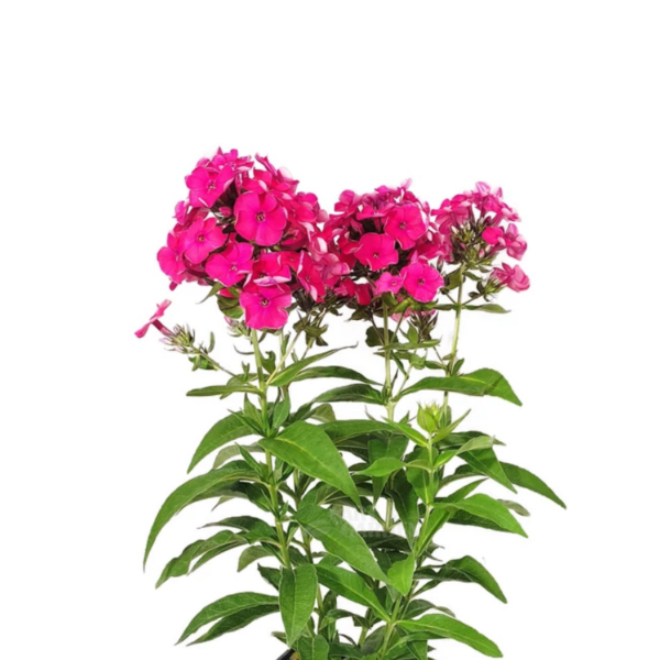 Floks wiechowaty - Phlox paniculata 'Flame Watermelon'