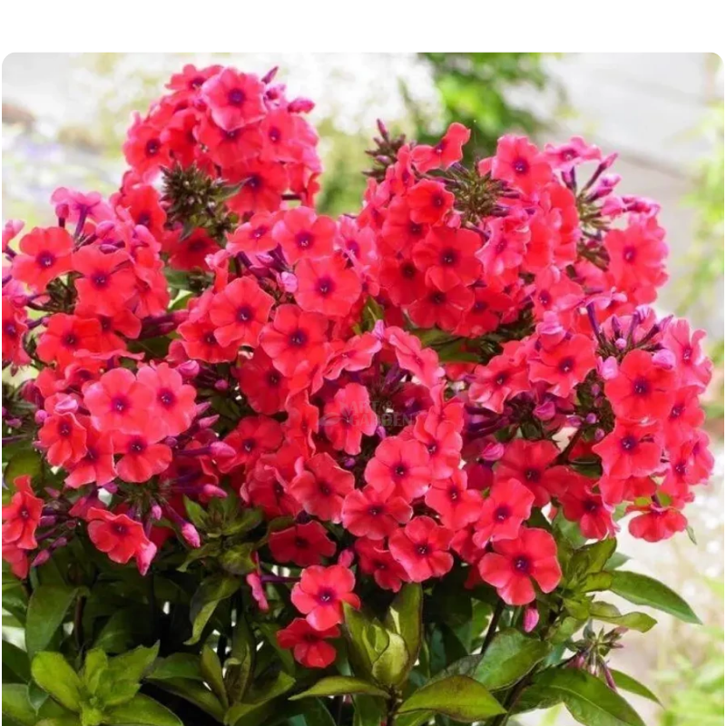 Floks wiechowaty - Phlox paniculata 'Flame Watermelon'