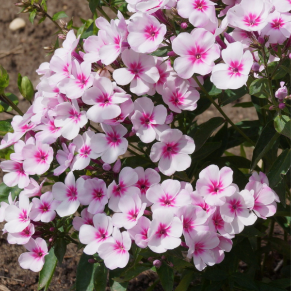 Floks wiechowaty - Phlox paniculata 'Early Pink'