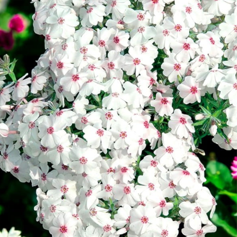 Floks szydlasty - Phlox subulata 'Amazing Grace'