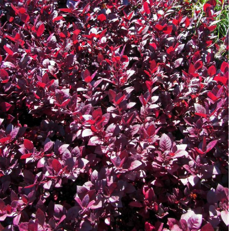 Berberys Thunberga – Berberis Thunbergii 'Deep Purple' (R)