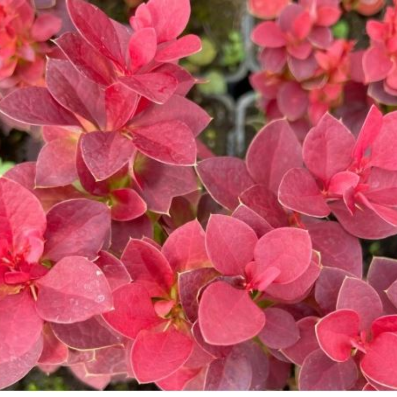 Berberys Thunberga – Berberis Thunbergii 'Deep Purple' (R)