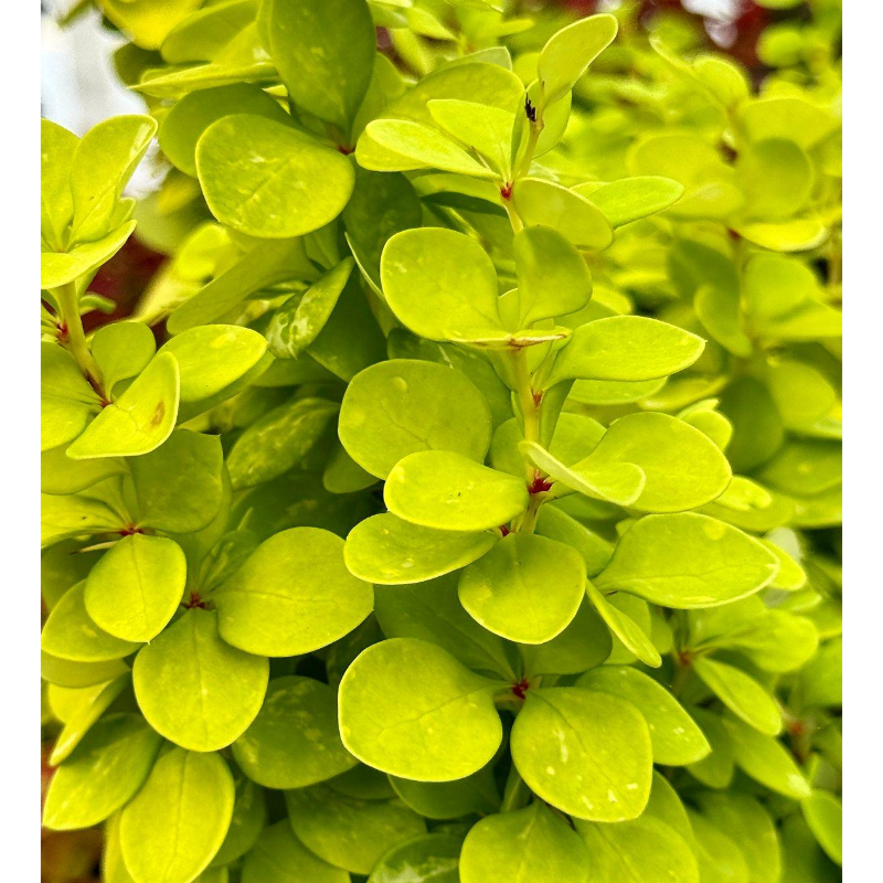 Berberys Thunberga – Berberis Thunbergii 'Neon Gold' (R)