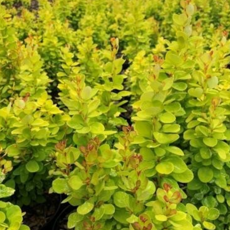 Berberys Thunberga – Berberis Thunbergii 'Neon Gold' (R)