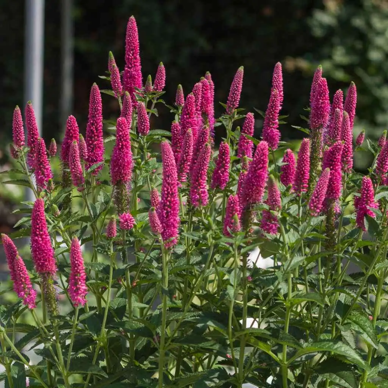 Przetacznik Długolistny – Veronica Longifolia 'First Love'