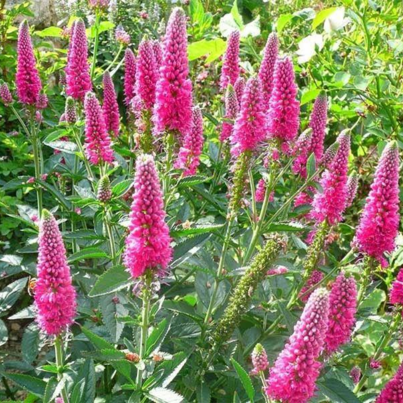 Przetacznik Długolistny – Veronica Longifolia 'First Love'