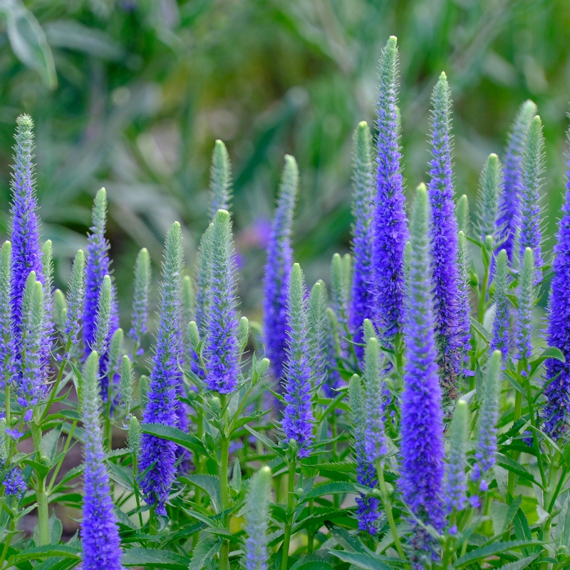 Przetacznik Kłosowy – Veronica Spicata 'High Five'
