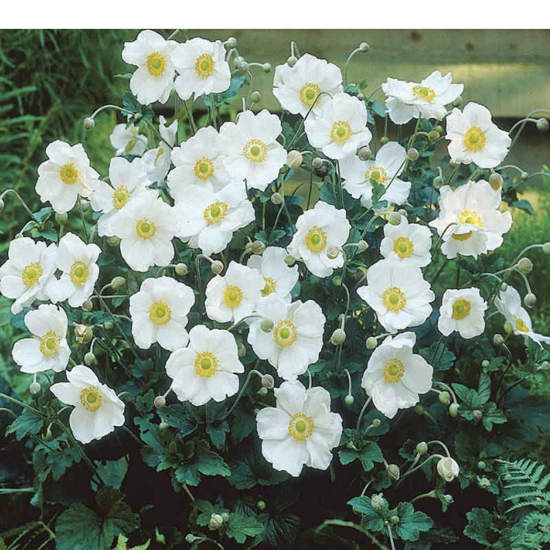 Zawilec - Anemone X Hybrida 'Honorine Jobert'