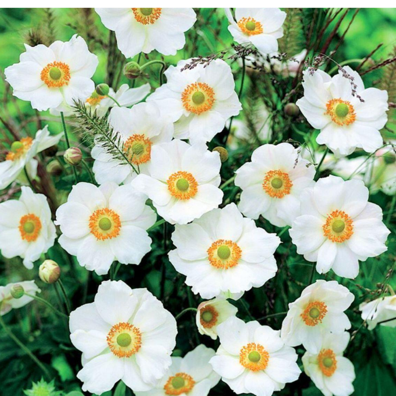 Zawilec - Anemone X Hybrida 'Honorine Jobert'