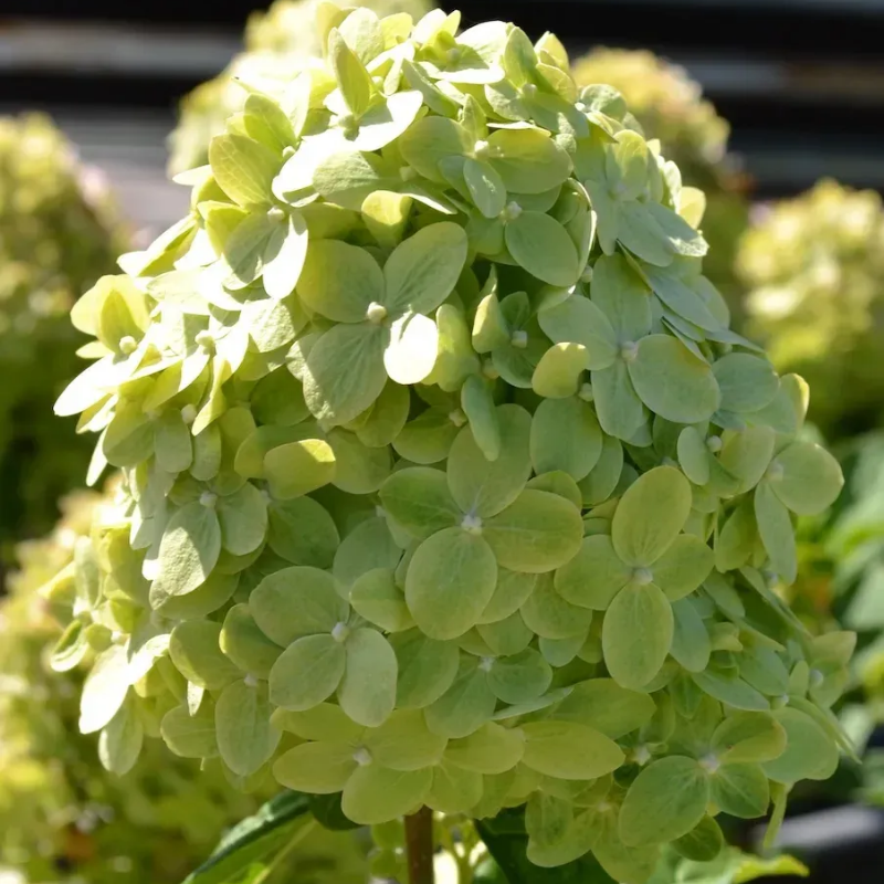 Hortensja bukietowa limonkowozielona C3